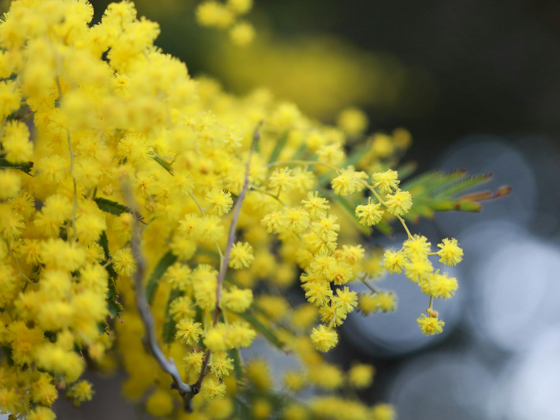 yellow flowers in tilt shift lens